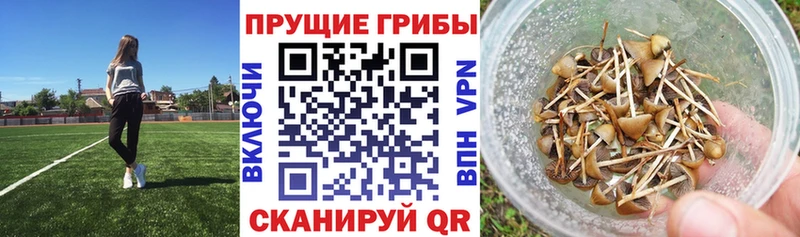 Галлюциногенные грибы мухоморы Купить где Саяногорск